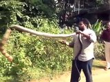 King Cobra Snake Attack in Kerala India    Venomous Snake Attack in Kerala Forest