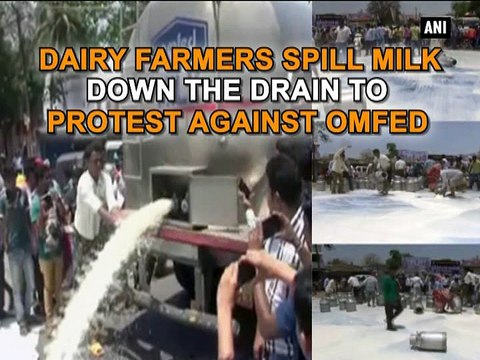 Dairy farmers spill milk down the drain to protest against OMFED