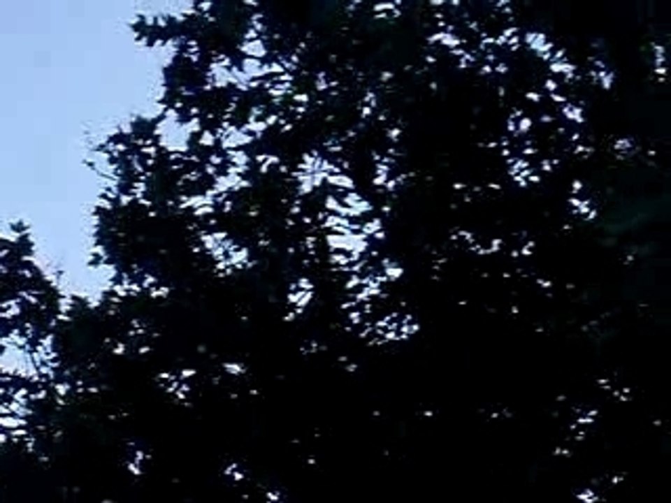 dortoir de perruches