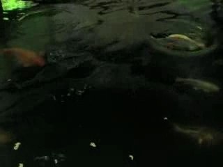 Bassin mika 29 juin 2007