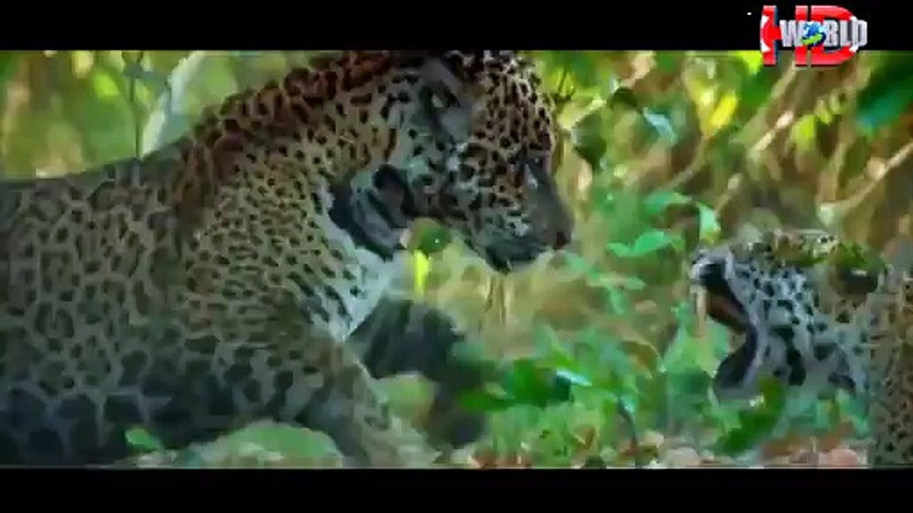 Most Amazing Wild Animal Attacks video Dailymotion