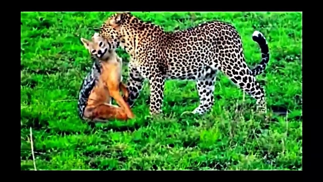 Leopard vs. Eagle vs. Lion vs. Hyena ( FULL HD )