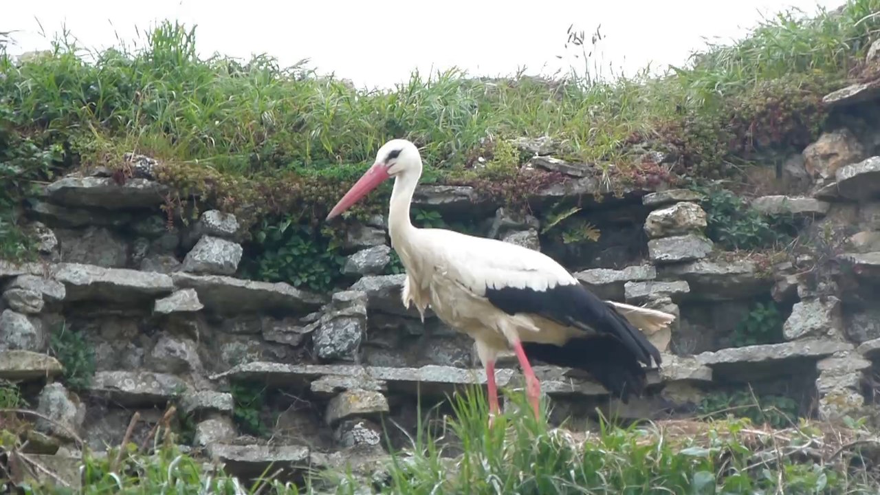 Quelque part en Cotentin...