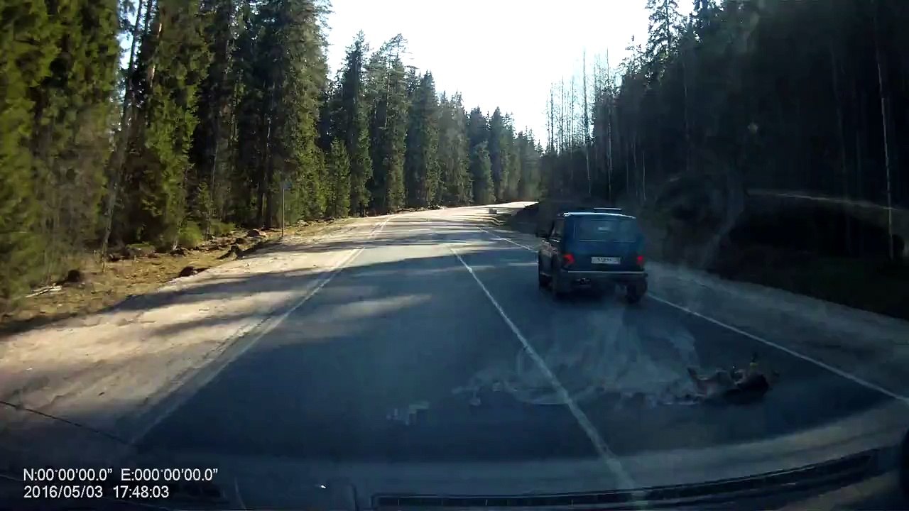 Садист тянул собаку привязанной к авто на скорости