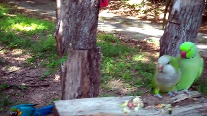 Un couple de perroquet se fait une déclaration d'amour!