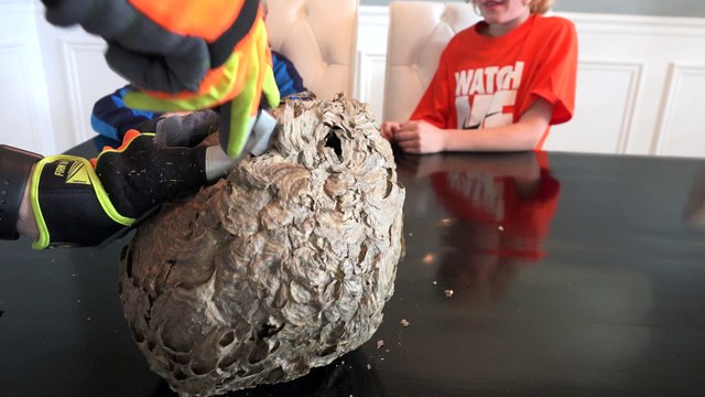 Il découpe un nid de guêpe géant pour voir ce qu'il y a à l'interieur