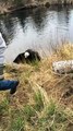 Un homme sauve 2 aigles emmêlés entre eux dans un lac