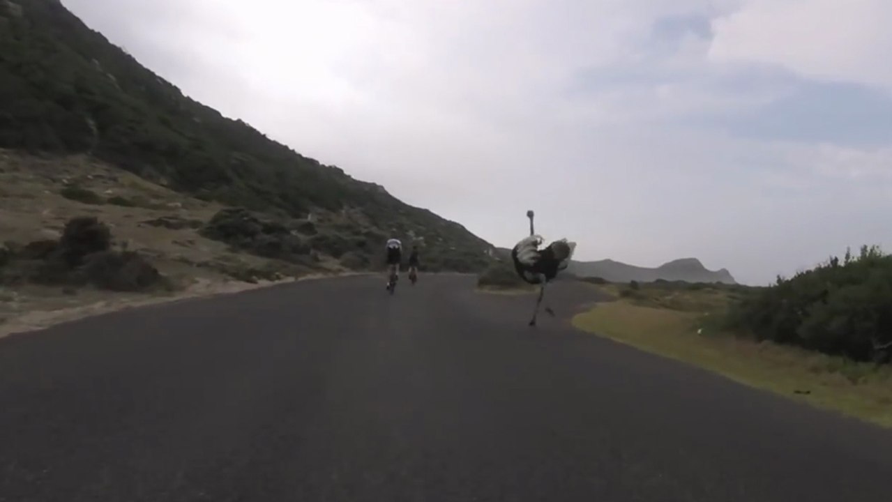 Course poursuite en vélo.. Contre une autruche !