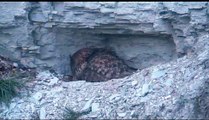 Eurasian Eagle Owl Netherlands - 03/27/13 Three chicks have hatched