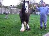 gypsy cobs black dimond mare