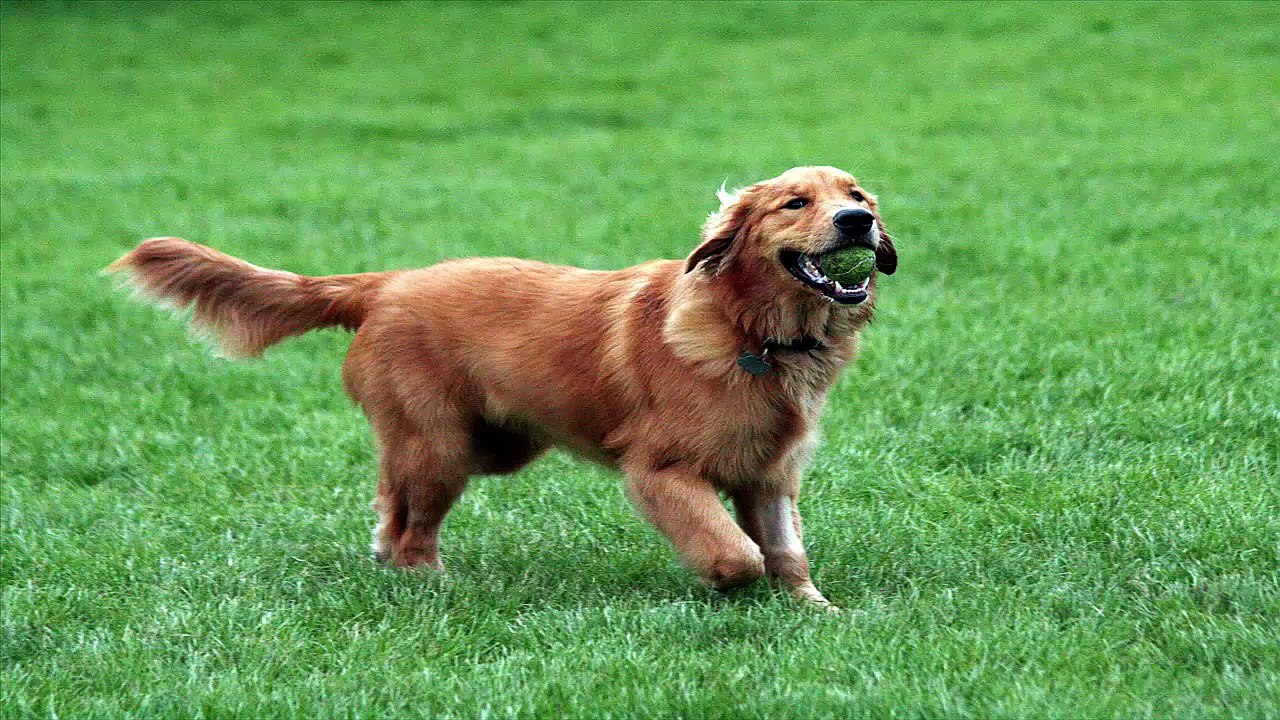 Top 10 Latest Sweetest Dogs of 2016