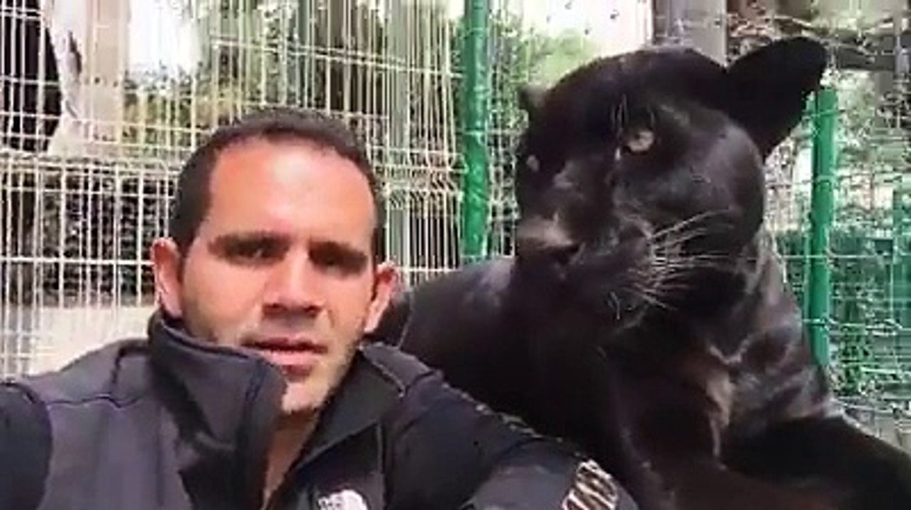 que gato fofinho