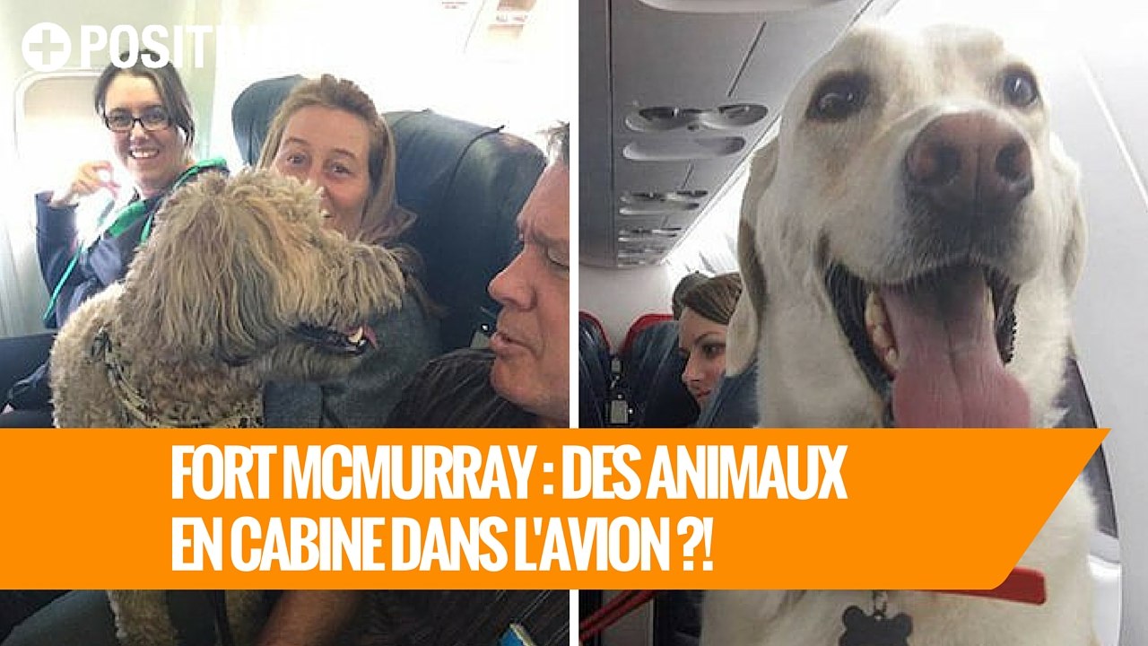 Fort McMurray : Des animaux en cabine dans l'avion ?!