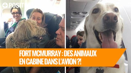 Fort McMurray : Des animaux en cabine dans l'avion ?!