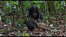 CHIMPANZÉS - Extrait - Casse-noix - Le 20 Février 2013 au cinéma - Disneynature