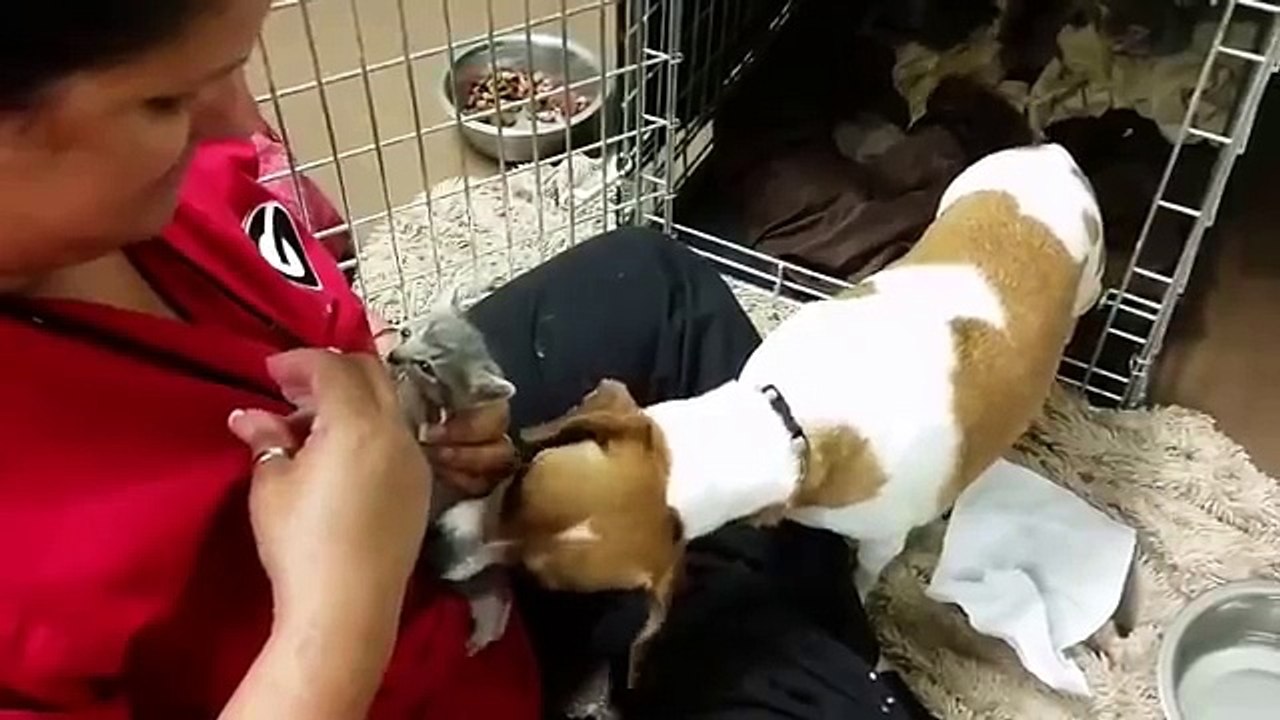 La donna cerca di allattare il gatto orfano, ma guardate cosa fa il cane…
