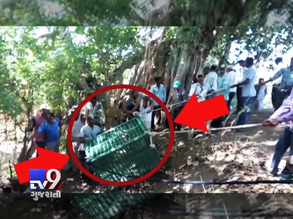 Asiatic lion falls into well in Bhavnagar, rescued - Tv9 Gujarati