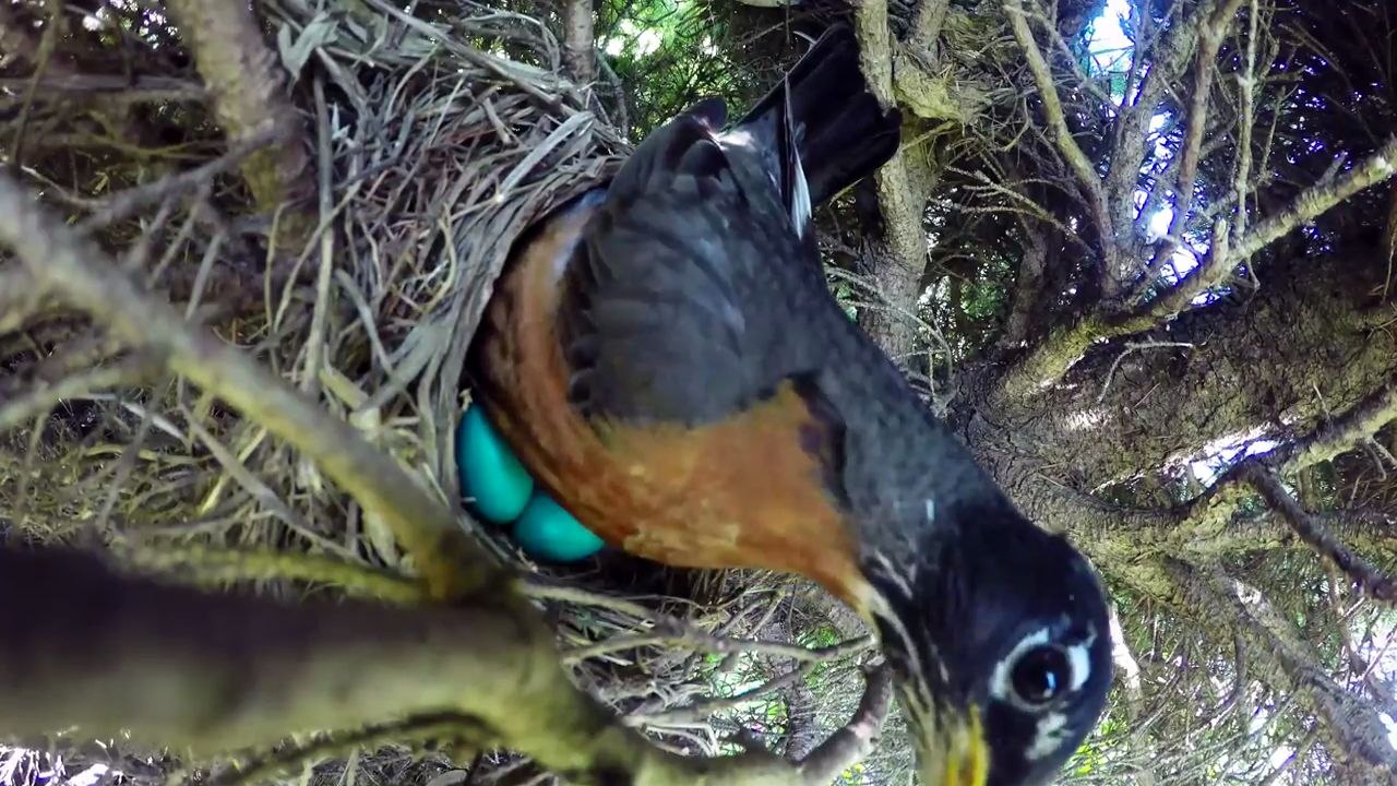 Il filme le nid d'un merle d'Amérique avec des oeufs mais une surprise va arriver