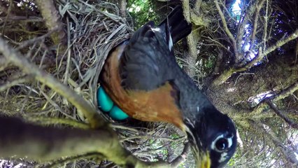 Il filme le nid d'un merle d'Amérique avec des oeufs mais une surprise va arriver