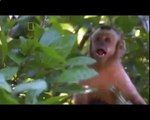 Biggest wild animal fights - CRAZIEST Animals Attack - Eagle Extreme attack of Monkey