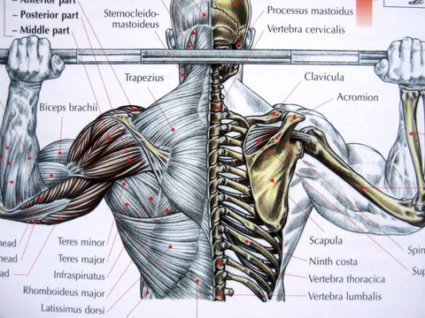 bodybuilding deltoid exercises and anatomy