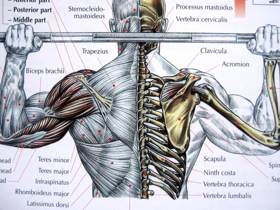 bodybuilding deltoid exercises and anatomy