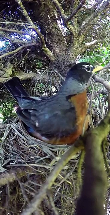 Il filme un nid d'oiseau et va capturer des images terrifiante de la venue d'un intrus