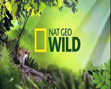 Biggest wild animal fights - CRAZIEST Animals Attack - Crocodile kills Kangaroo