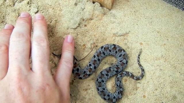 Un serpent fait le mort quand un homme le taquine