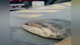 La anaconda mas grande jamás capturada