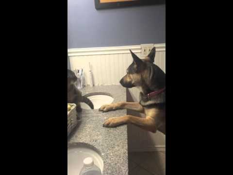 German Shepherd Takes on Cat in Epic Boxing Showdown