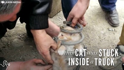 Ce conducteur entend des bruits étranges en provenance de son camion...ce qu'il découvre est surprenant !