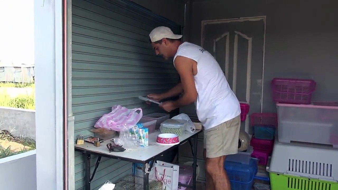 Deux adorables petits loutres dégustent leur repas dans un refuge pour animaux