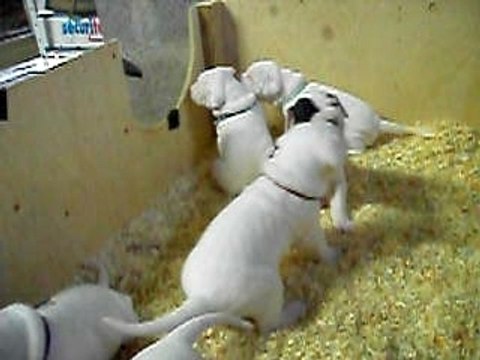 Bagarre de dogues argentins