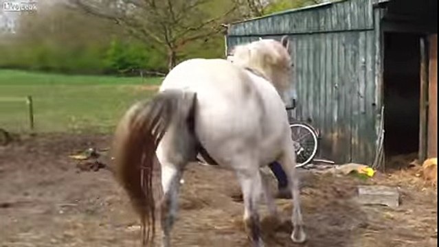 Top 5 terrifying horse attacks - Dangerous horse kicks -