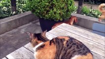 Un chiot se fait attaquer par un chat, devinez qui vient le défendre...