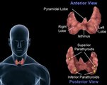 The parathyroid glands and the role parathyroid hormone plays in maintaining normal blood calcium levels