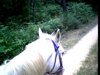 Le chasse mouche de arzad