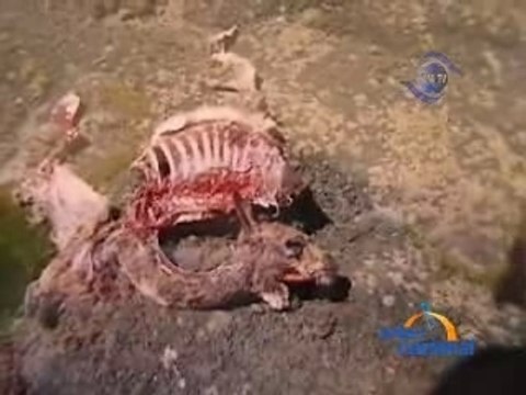 MATANZA DE VICUÑAS - AYACUCHO