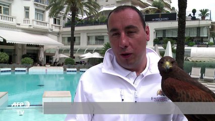 Cannes: falcons protect chic seaside hotels from gulls