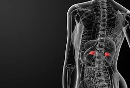 An Overview of the Adrenal Glands