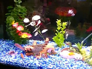 Fish Tank 29 gallon