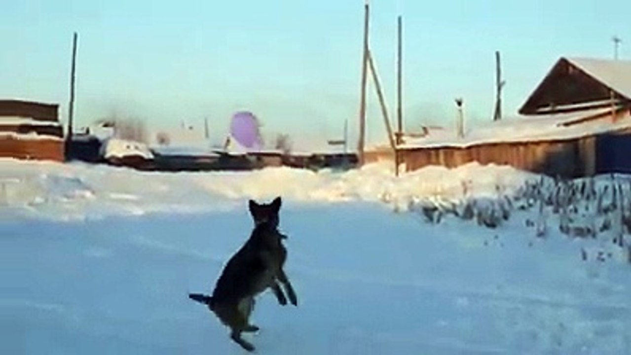 dog vs ballon