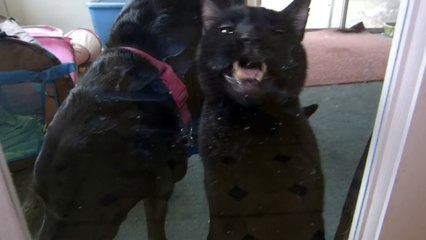 Talking Kitty 39 - Fixing a broken cat