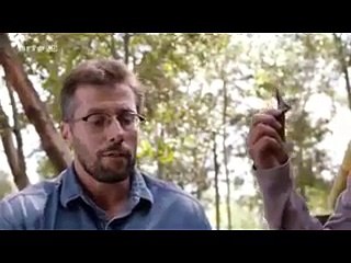 Teotihuacán  Les trésors de la cite des dieux