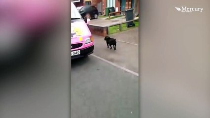 Dog Goes To Ice Cream Van