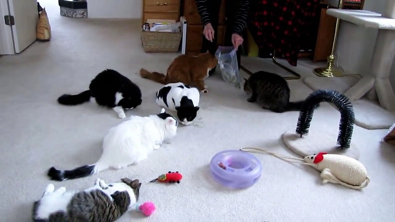6 Kitty Catnip Party Explodes!