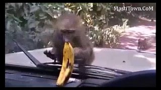 Funny monkey trying to eat banana