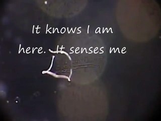 PROOF-Morgellons fibre in chemtrail