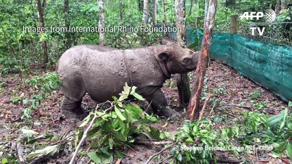 Birth of rare Sumatran rhino hailed as major boost